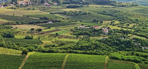 Istria vineyard